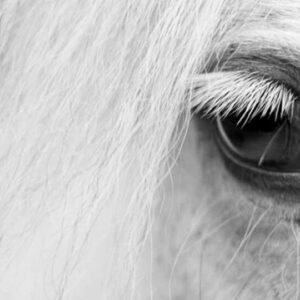 The Unkeeper: Ένα άσπρο άλογο