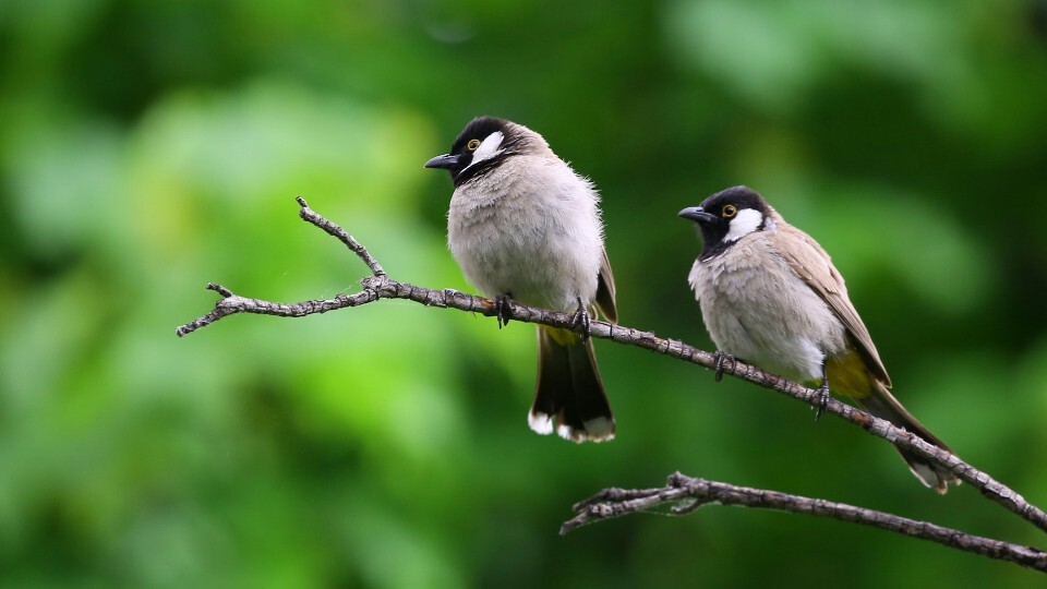 bird-wildlife-no-person-nature.jpg?mtime=20191207193224#asset:155855