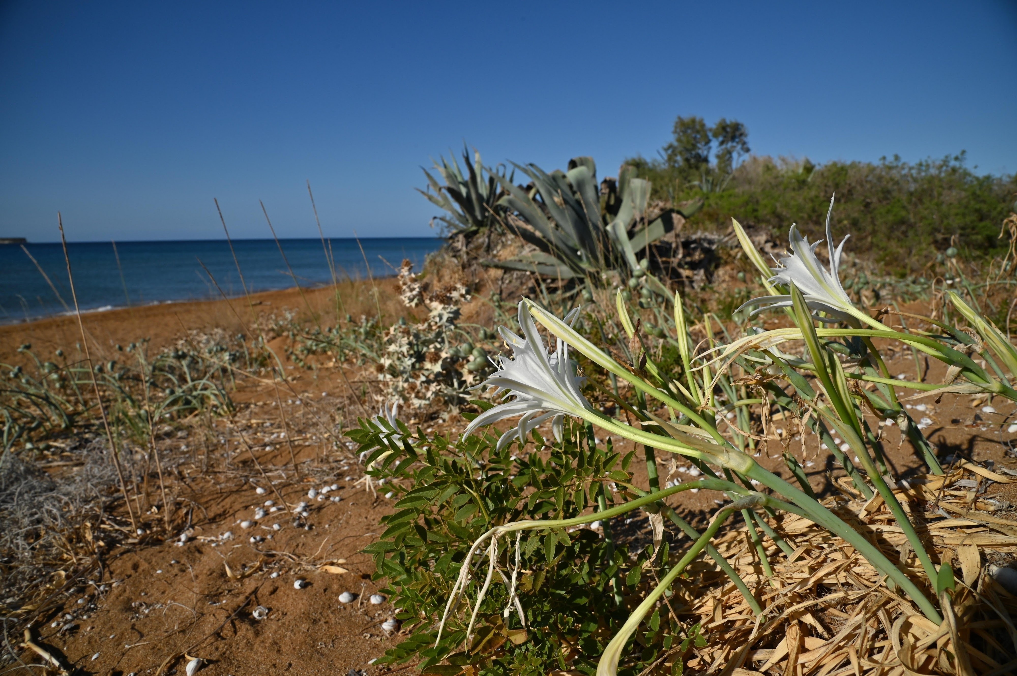 krinos-ths-thalassas.jpg?mtime=20250820110849#asset:561681