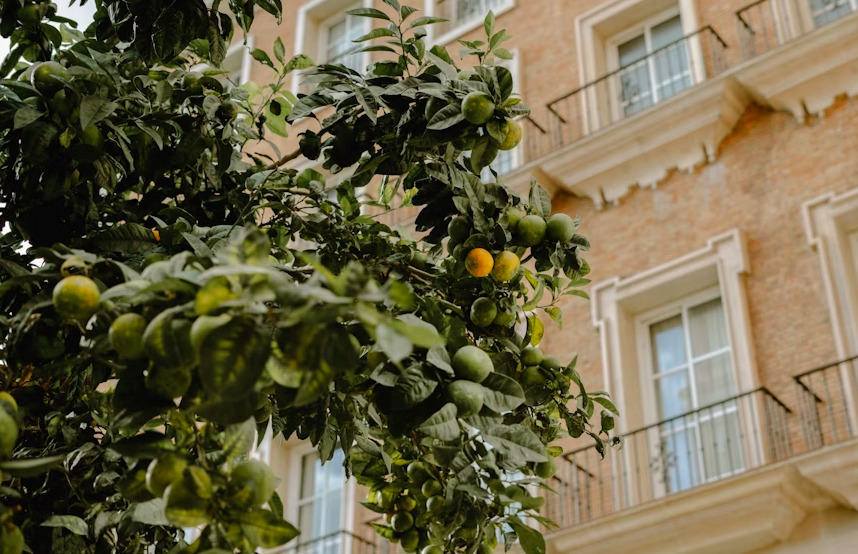 lemonia-2.jpg?mtime=20251029172737#asset:571281