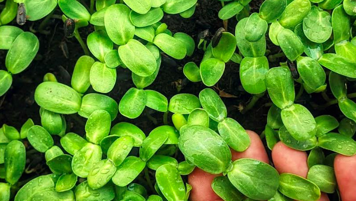 microgreens.jpg?mtime=20230616123937#asset:420846