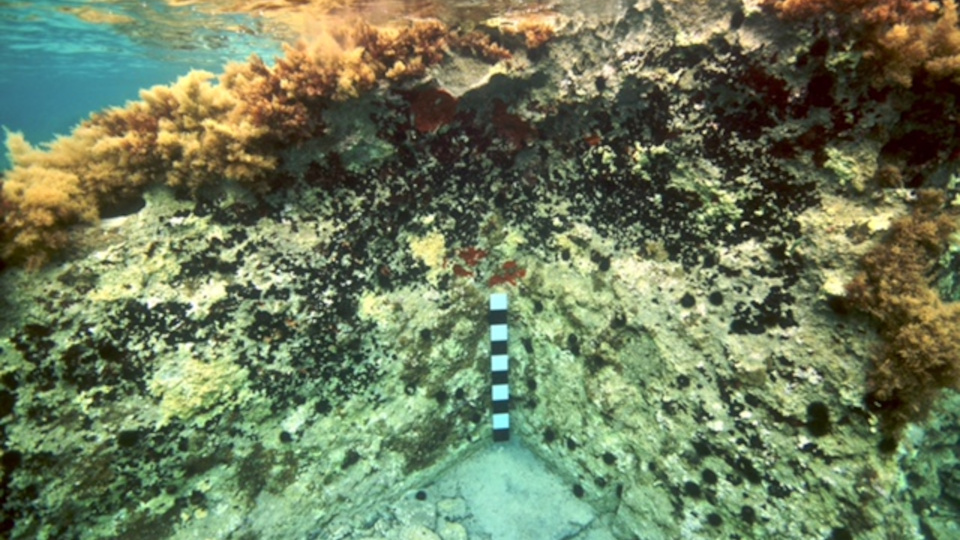 palvopetri_Corner-of-rock-cut-tomb-1.jpg?mtime=20220420123137#asset:343585