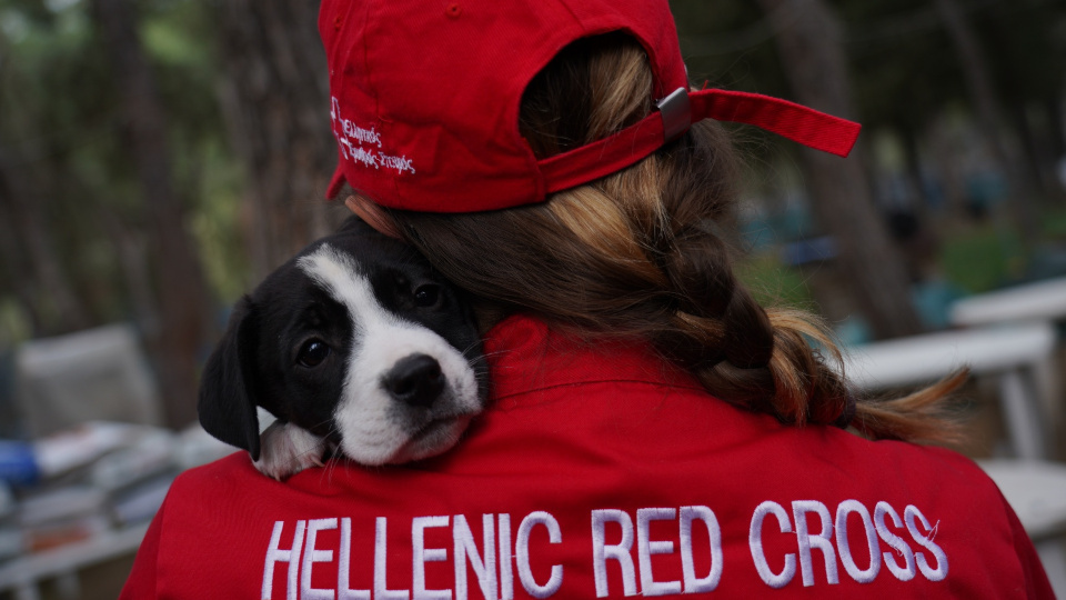 red_cross_dogs_1.jpg?mtime=20240821143642#asset:495802