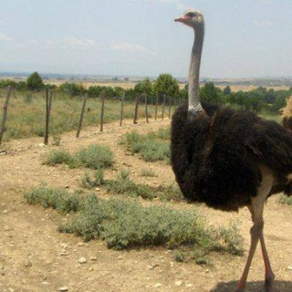 Μακεδονική Φάρμα Στρουθοκαμήλων: Η πρώτη στο είδος της στην Ελλάδα