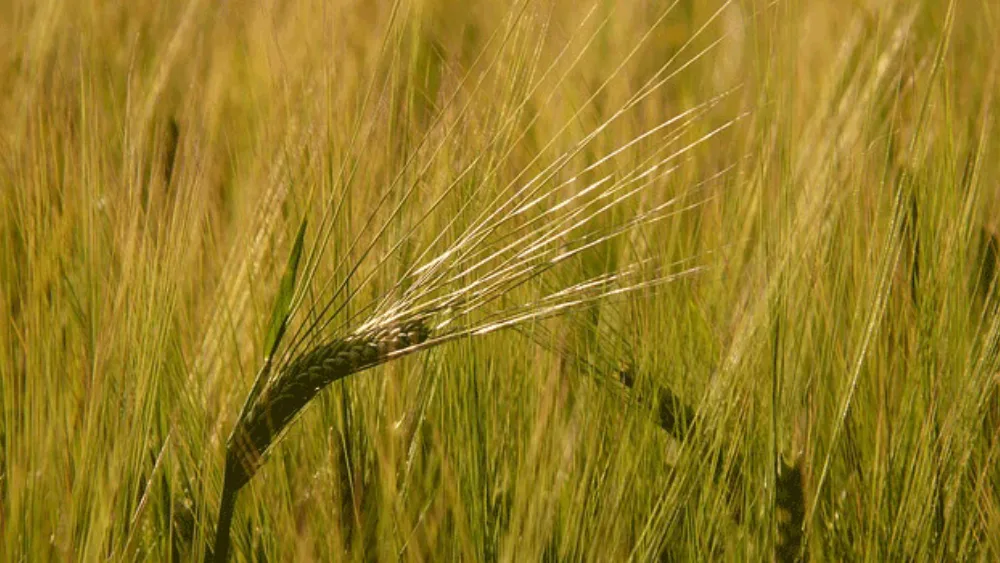 Ευρεία υποστήριξη της Κοινής Γεωργικής Πολιτικής στην Ευρώπη και την Ελλάδα