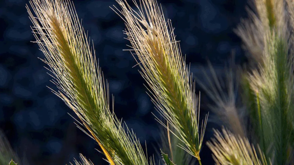 Ενημερωτική Εκδήλωση του ΟΠΕΚΕΠΕ στο πλαίσιο της 26ης Agrotica στη Θεσσαλονίκη