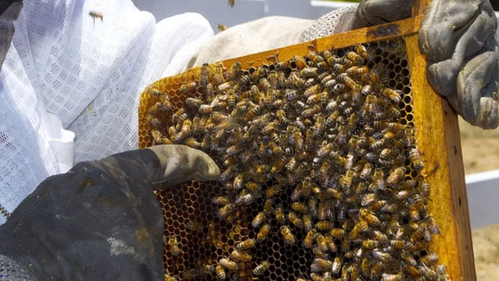 Ενίσχυση ύψους 1,2 εκατ. ευρώ σε μελισσοκομικούς συνεταιρισμούς