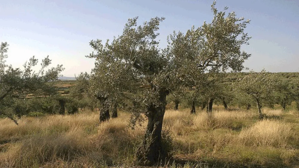 Αύξηση της παραγωγής ελαιολάδου στην Τυνησία
