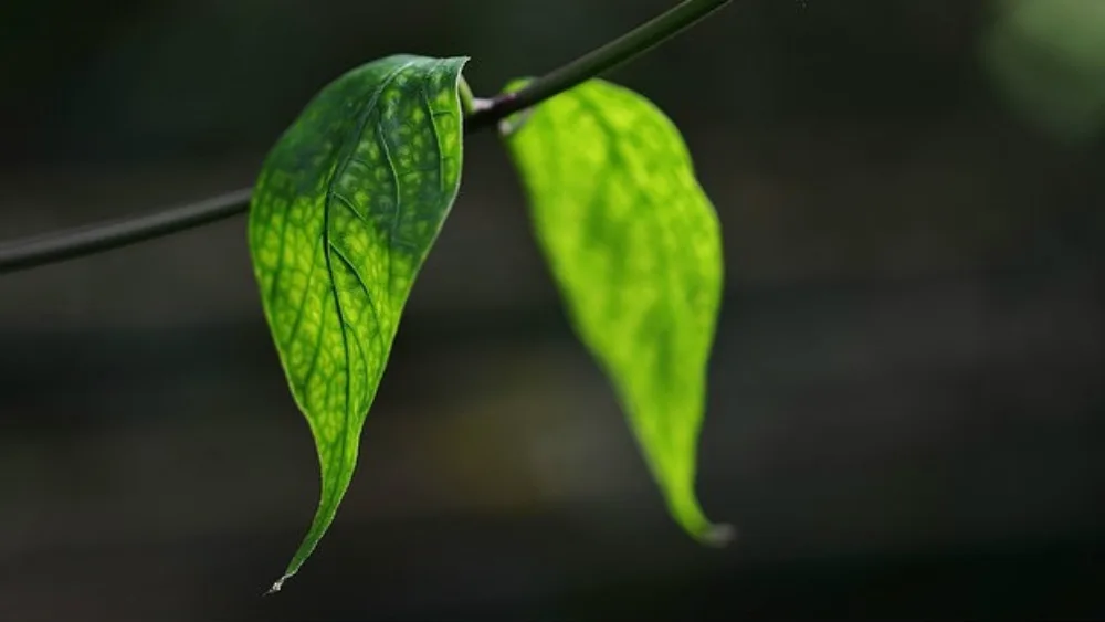 Φόρουμ Κοινωνικής Επιχειρηματικότητας 2015