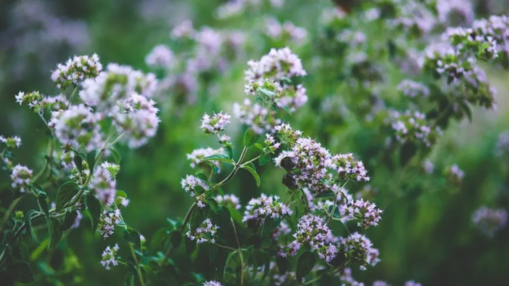 Σεμινάρια για αρωματικά φυτά και βότανα στη Θεσσαλονίκη