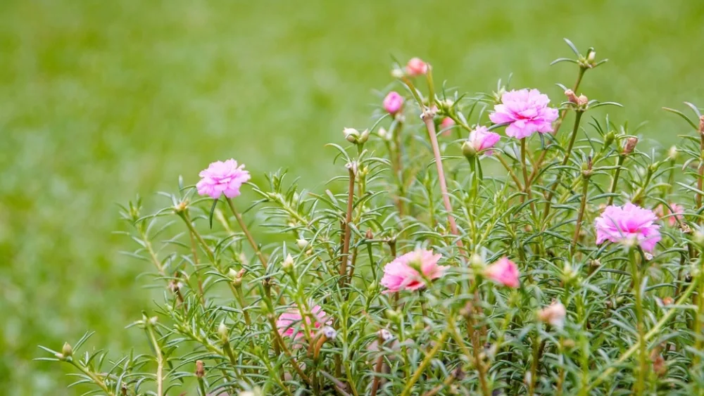 Επιδοτήσεις έως 75% για παραγωγή αιθέριων ελαίων
