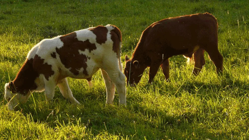 Η βιώσιμη γεωργία εξαπλώνεται στην Ελλάδα