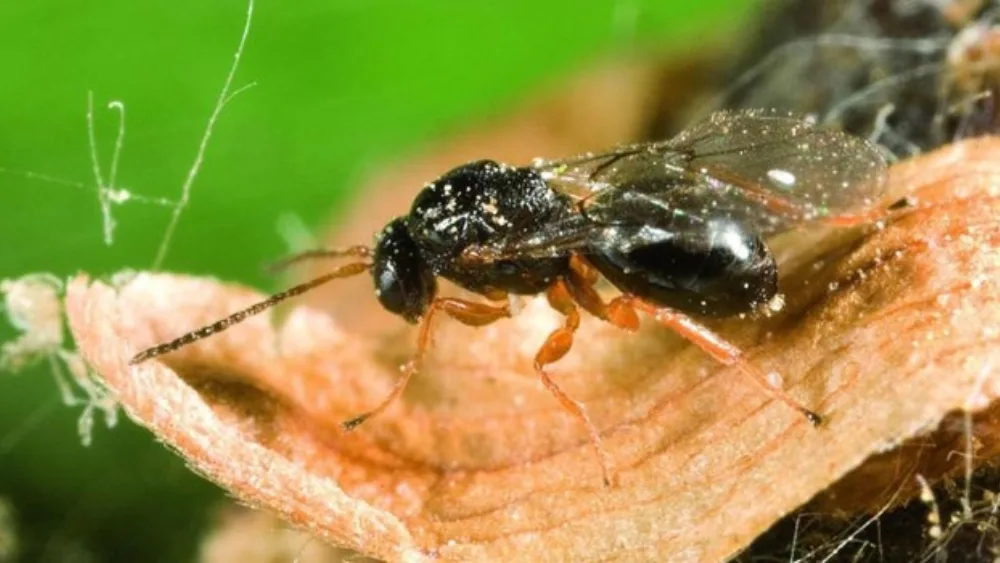 ΕΒΕΧ: Κινέζικο έντομο απειλεί να ξεράνει τις Ελληνικές καστανιές