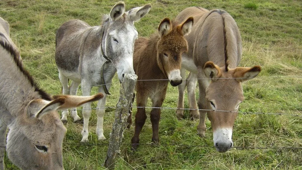 Επένδυση σε... γίδες, γαϊδούρια