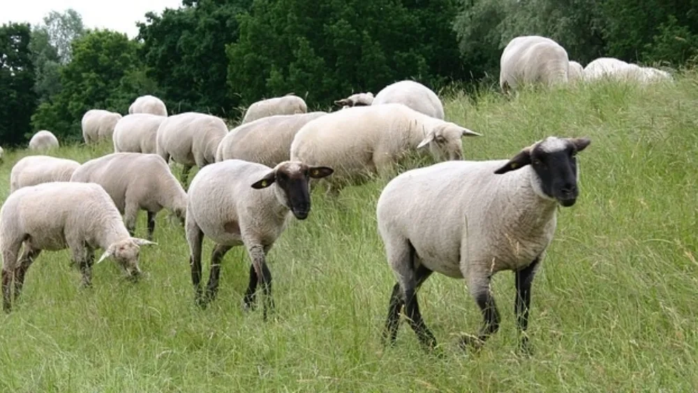 Έναρξη απογραφής ζωικού κεφαλαίου στην Κτηνιατρική Βάση Δεδομένων