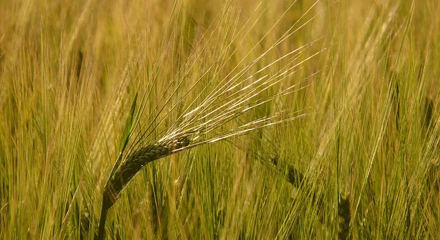 Ευρεία υποστήριξη της Κοινής Γεωργικής Πολιτικής στην Ευρώπη και την Ελλάδα