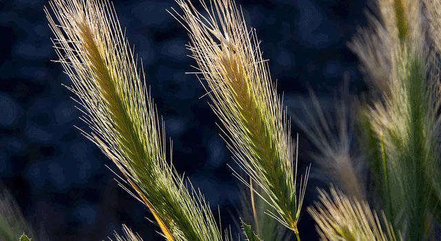 Συμβόλαια με αγρότες από την Εθνική Τράπεζα