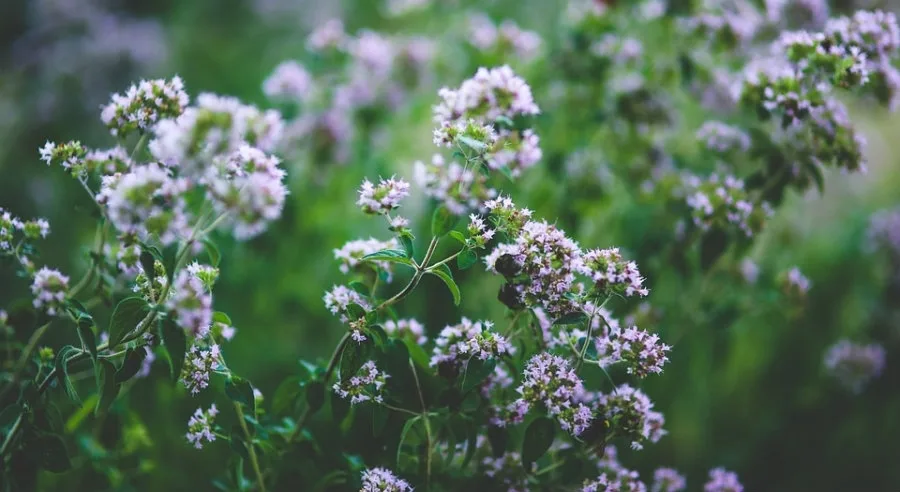 Πρόγραμμα «Παραγωγή Φαρμακευτικών Αρωματικών Φυτών (ΦΑΦ) και Αιθερίων Ελαίων (ΑΕ)» στο ΑΠΘ