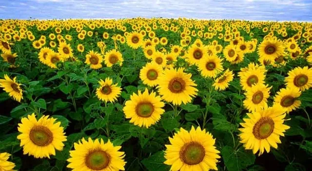 8 καλλιέργειες για βιοντίζελ