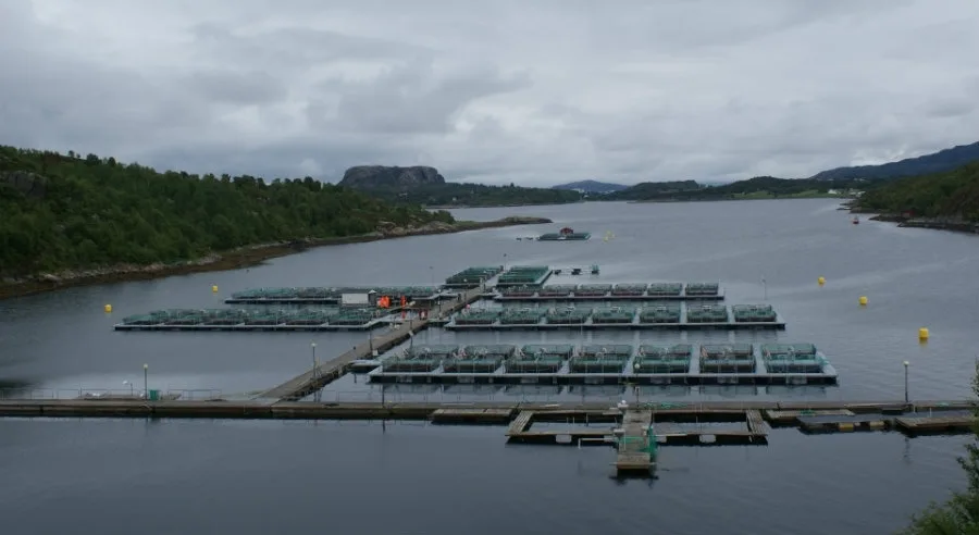 Η έρευνα της ΕΕ βοηθά τους ιχθυοκαλλιεργητές να γίνουν πιο ανταγωνιστικοί