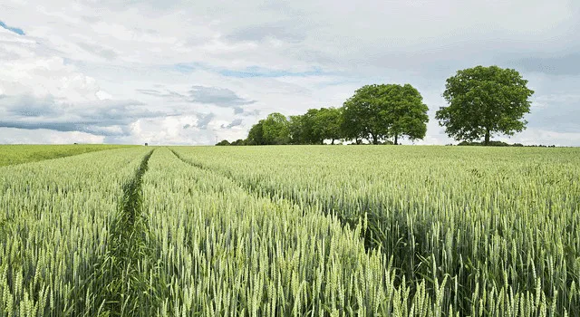 Οδηγίες για ολοκληρωμένη διαχείριση καλλιεργειών