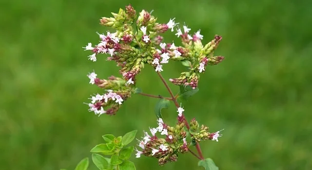 Η χρυσή λίστα με τα 23 αρωματικά & φαρμακευτικά φυτά