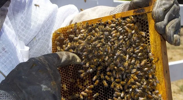 Πρόσληψη διδασκόντων στο Ινστιτούτο Γεωπονικών Επιστημών