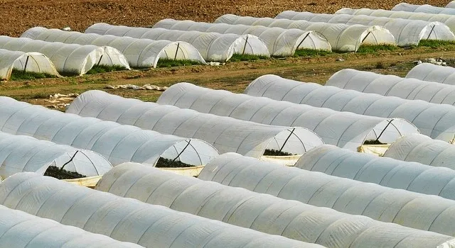 Η αγορά αγροτικών προϊόντων στη Ρουμανία