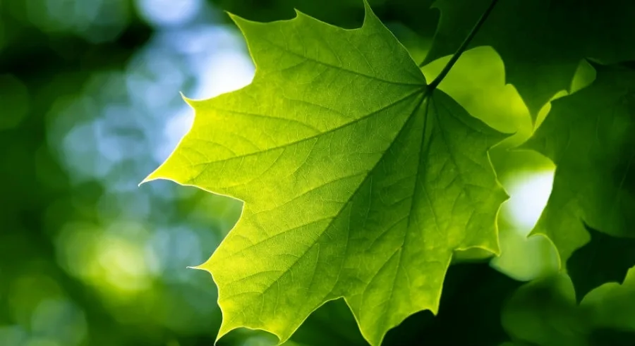 Alpha Bank: Έκδοση Απολογισμού Εταιρικής Υπευθυνότητας 2015