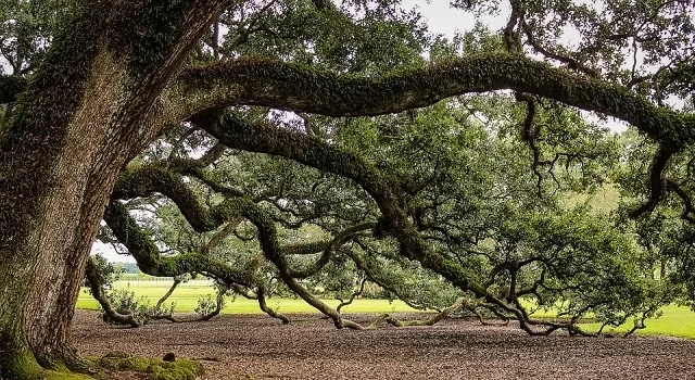 Φύτευση δέντρων σε αροτραίες με επιδότηση έως 6.670 ευρώ