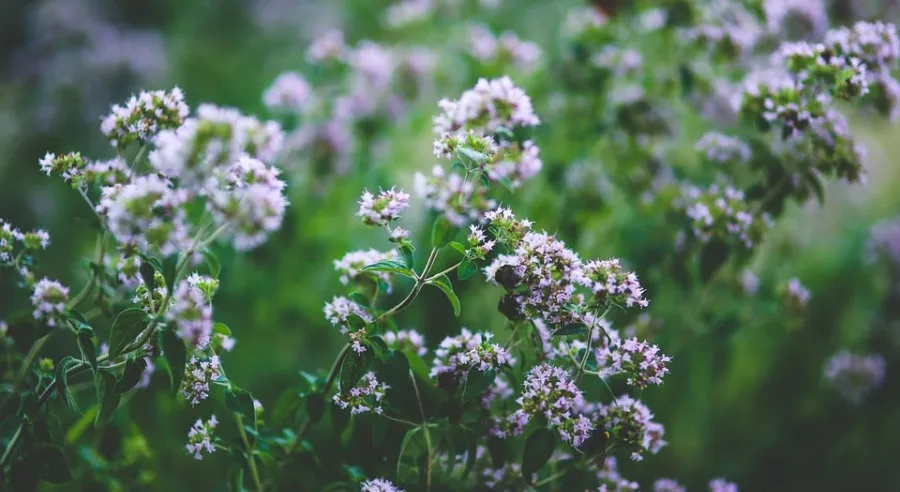 Τέσσερα αρωματικά φυτά που υπόσχονται μεγάλα κέρδη