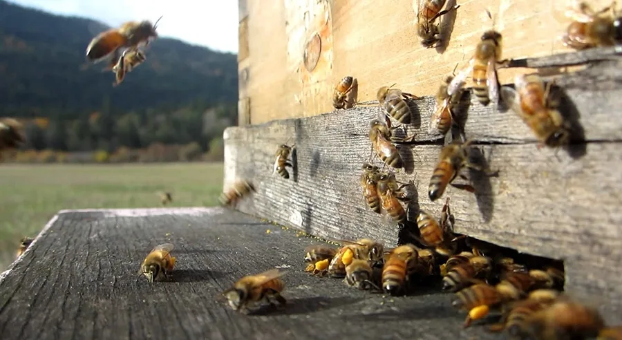 Τριήμερο δωρεάν σεμινάριο σε μελισσοκόμους από τον ΕΛΓΟ Δήμητρα