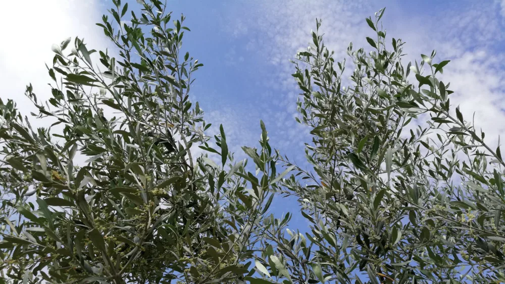 Ξεκινούν οι εργασίες του πρώτου Διεθνούς Συνεδρίου: «Επιτραπέζια ελιά: αναζητώντας την καινοτομία – ανακαλύπτοντας νέες τάσεις»