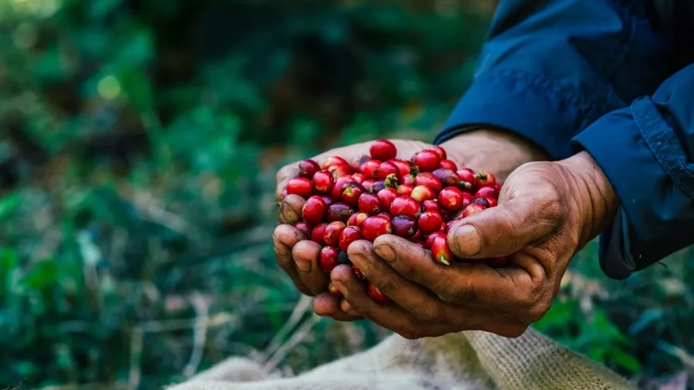 Το παγκόσμιο κίνημα του Θεμιτού Εμπορίου, ο Ολλανδός Μαξ Χαβελααρ και... η αειφορία στον κλάδο του καφέ