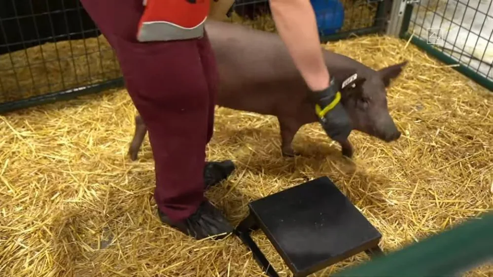 Neuralink: Ο Musk παρουσίασε εμφύτευμα που «διαβάζει» τον εγκέφαλο