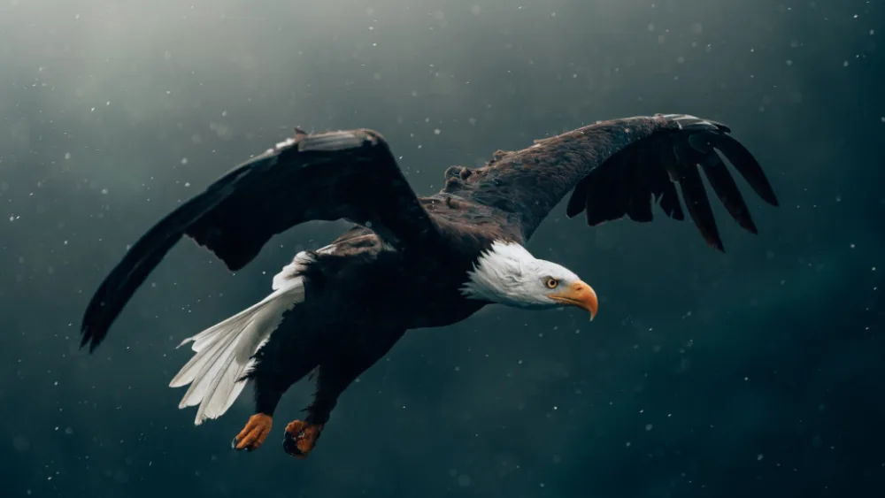 Περισκόπιο Ασφαλιστικής Αγοράς: Τα σπασμένα φτερά χωράνε σε κούτες συσκευασίας