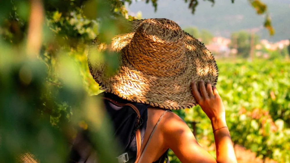 Wine Tourism Greece: O οινοτουρισμός της Ελλάδας σε μία πλατφόρμα