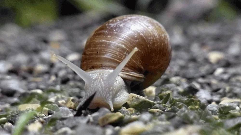 Κέρδος 2.500 ευρώ ανά στρέμμα από τα σαλιγκάρια