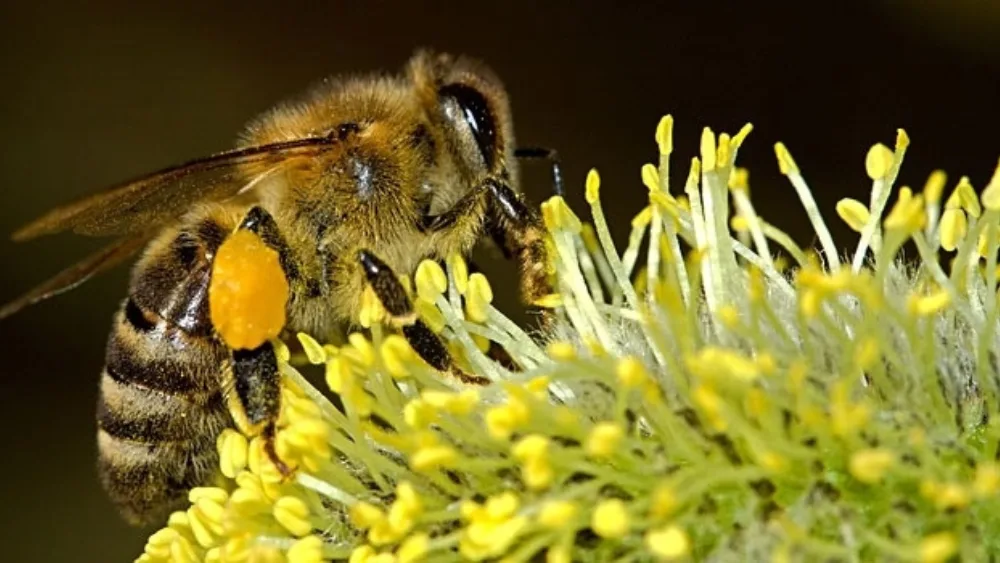 Δημιουργία Εθνικού Καταλόγου Αρωματικών και Φαρμακευτικών Φυτών