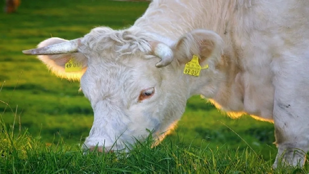 Η κτηνοτροφία ως πυλώνας τοπικής ανάπτυξης