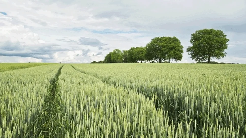 403 παραγωγοί στην Ολοκληρωμένη Διαχείριση Ζαχαρότευτλων- Έως 2,92 εκατ.€ το ανώτατο ποσό των ενισχύσεων