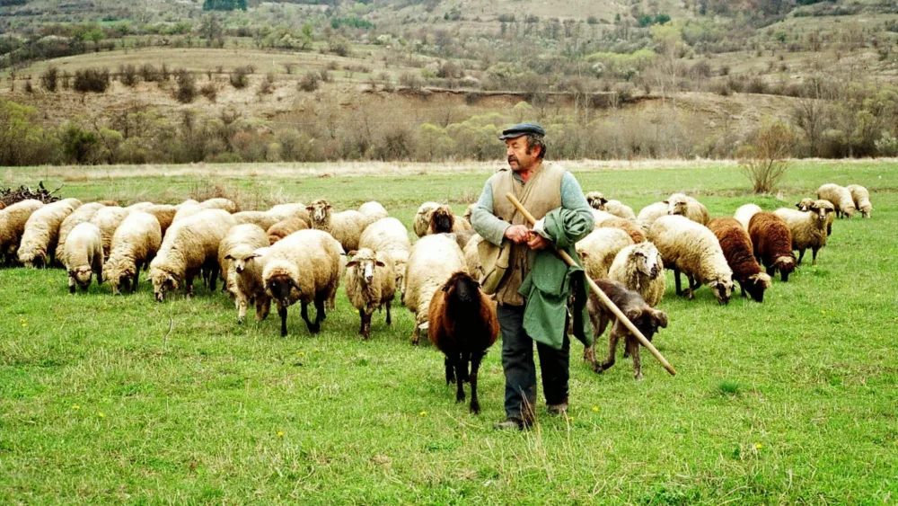 Έκτακτη στήριξη 1,68 εκ. ευρώ στους κτηνοτρόφους των νησιών του Αιγαίου