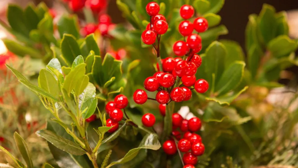 «Μέρες γιορτινές στο Αγρόκτημα»  της Αμερικανικής Γεωργικής Σχολής