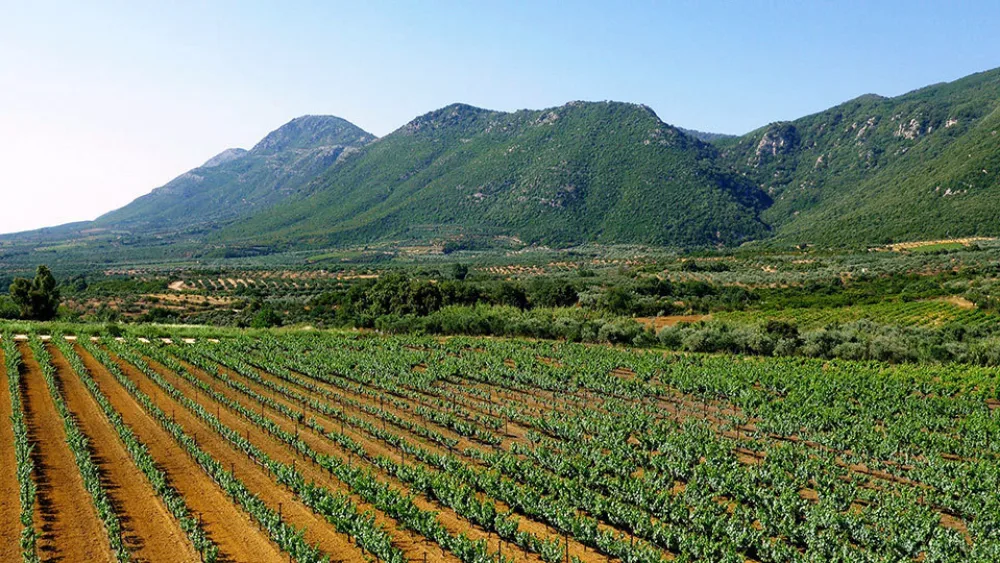 Οι Αμπελώνες Ναβαρίνο της COSTA NAVARINO στην ΕΛΛΑ-ΔΙΚΑ ΜΑΣ