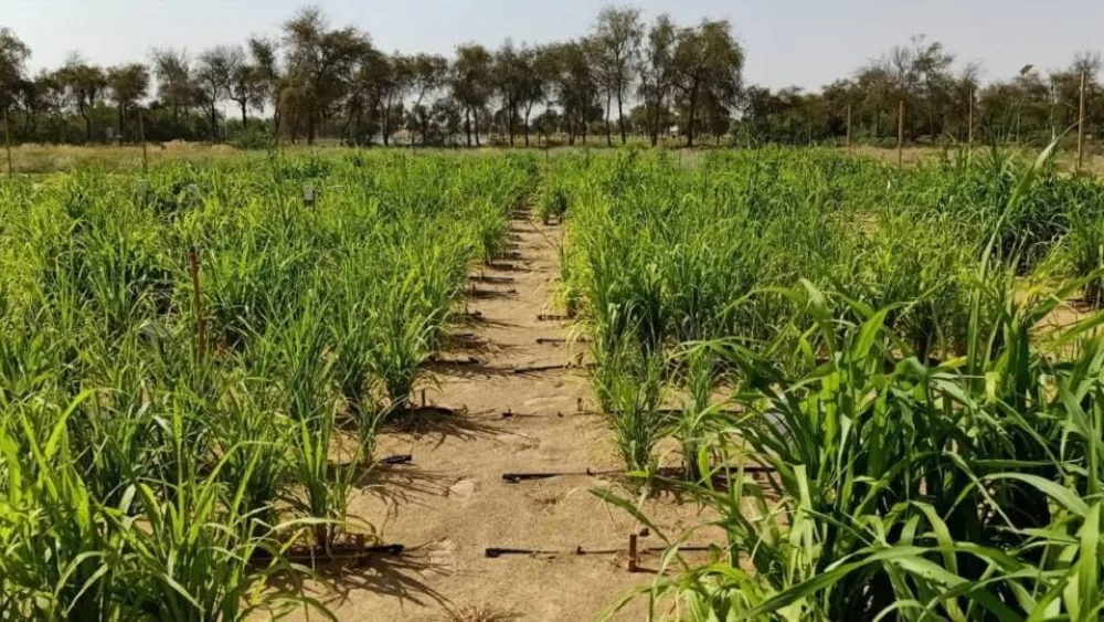 Μια νορβηγική startup μετατρέπει τις ξηρές ερήμους σε εύφορες καλλιέργειες