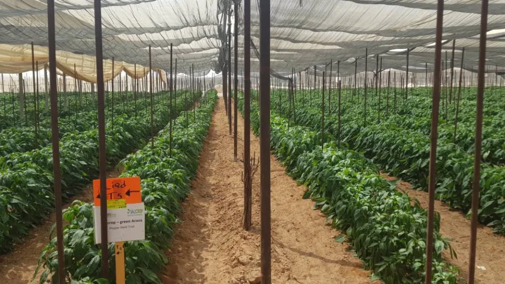 Εταιρεία αναπτύσσει πρωτοποριακή μέθοδο για καλλιέργεια σε αλατούχο έδαφος