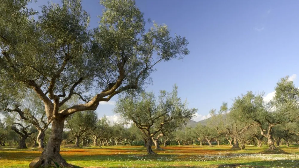 ​ARTOLIO: Στήριξη μικρών ελαιοπαραγωγών με χρηματοδότηση από την ΕΕ