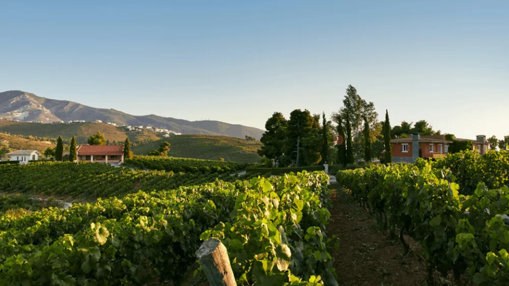 Επιπλέον καταβολή 9 εκατ. ευρώ μέσω de minimis σε αμπελουργούς