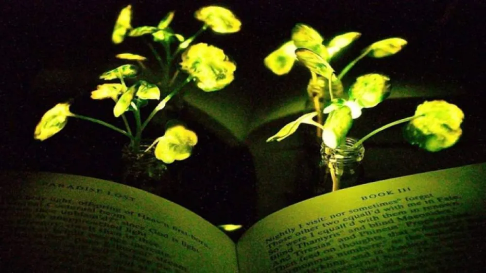 Επιστήμονες του MIT θέλουν να αντικαταστήσουν τα φώτα με λαμπερά φυτά