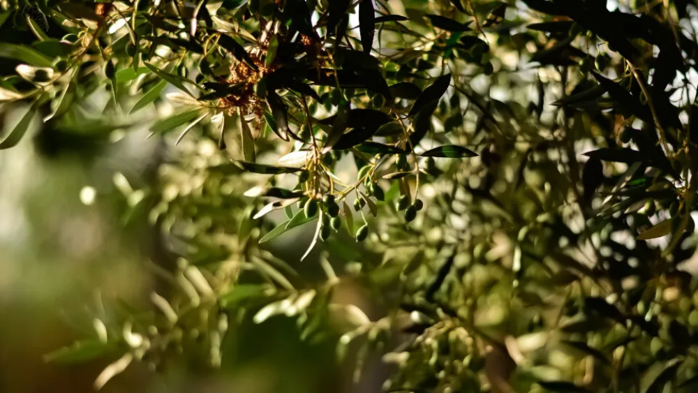 ​Νέα φύτευση για την Πρωτοβουλία 75UN - 75 Trees UNAI SDG7 με 100 ελαιόδεντρα στο Δ. Αλίμου​